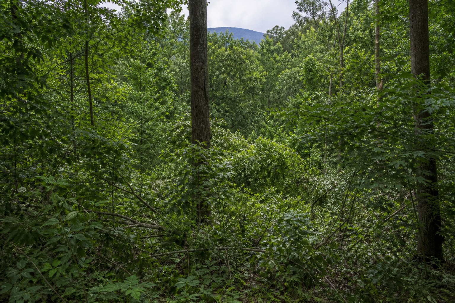 Before clearing: dense overgrown brush and saplings on a wooded mountain property