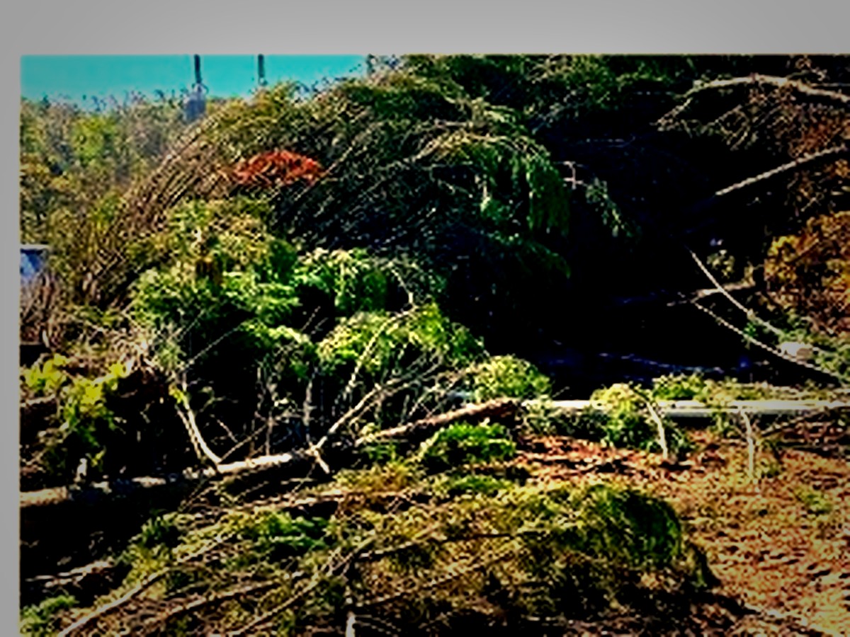 Fallen timber and heavy brush ready for removal