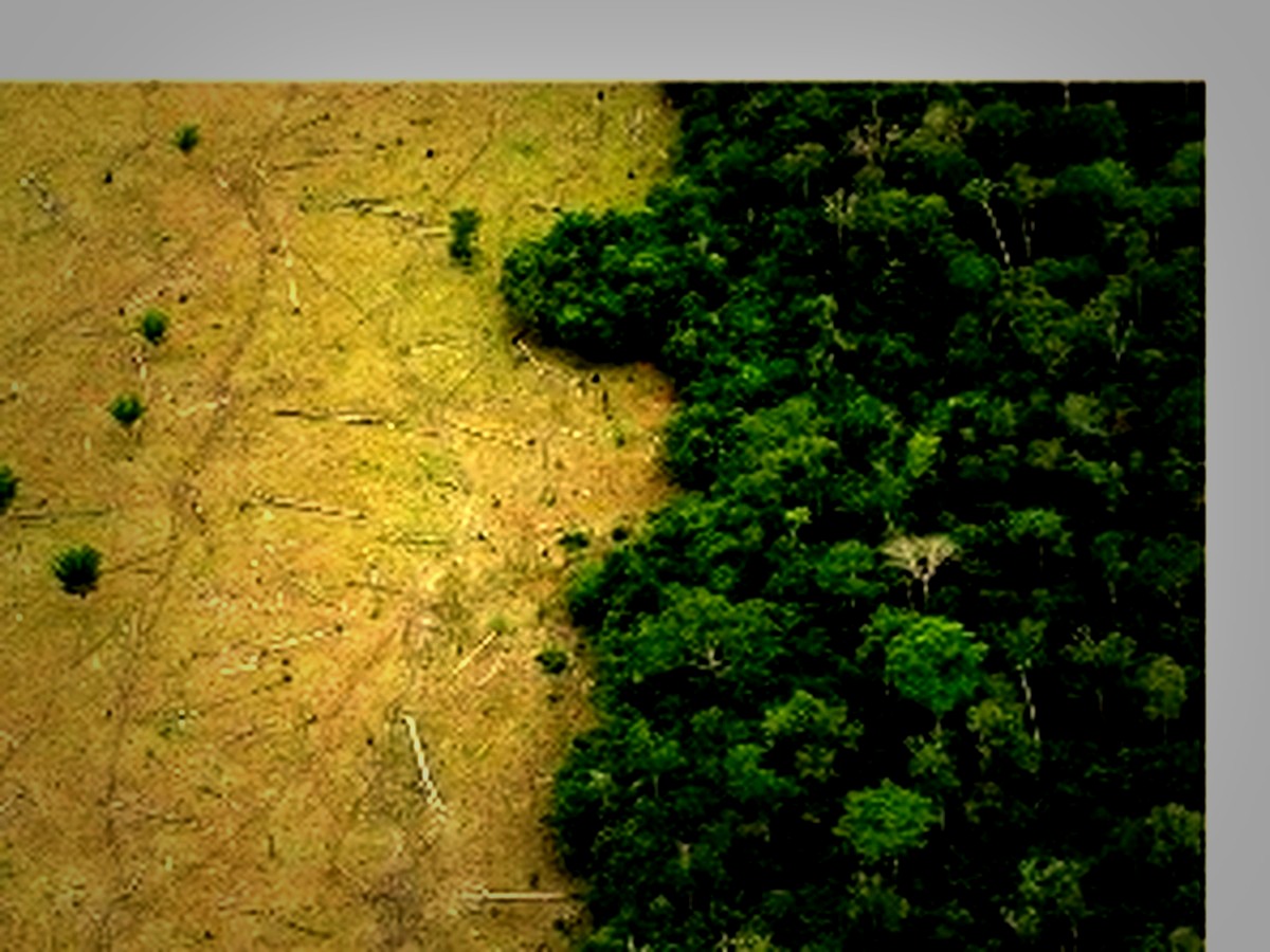 Aerial view of cleared land beside dense forest