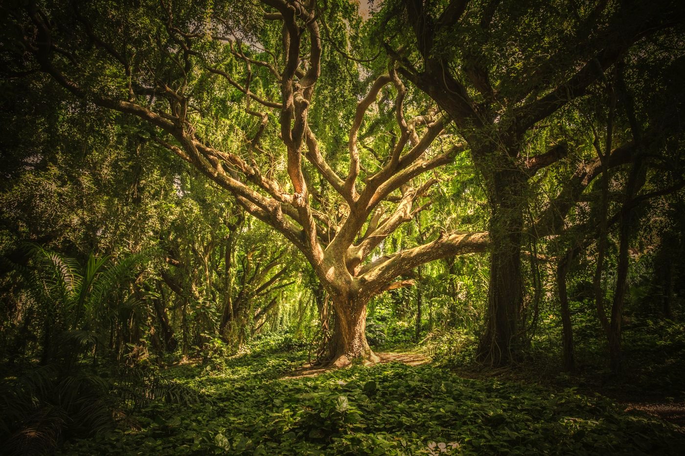 Large woodland tree in a dense forest ready for professional tree services